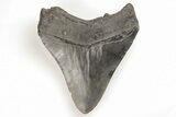 Fossil Megalodon Tooth - South Carolina #196860-1